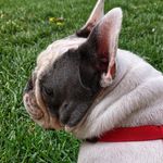 Profile Picture of Cody (@cody_koszmegesz_bull) on Instagram