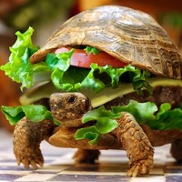 Profile Picture of Shawn Reardon (@shawn-reardon) on Quora