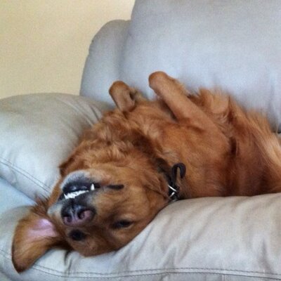 Profile Picture of David Hammon (@grumpymutt) on Twitter