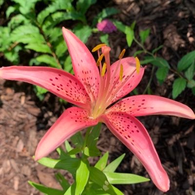 Profile Picture of Jenny Pekarek (@StayStrongByJP) on Twitter