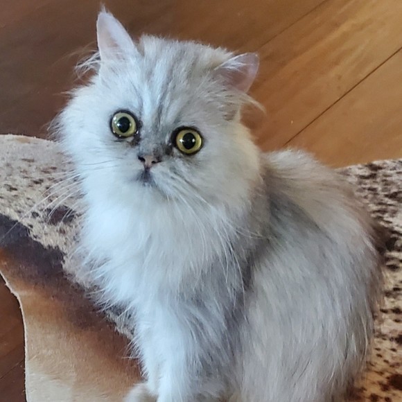 Profile Picture of Robin Gaston (@rgaston07) on Poshmark