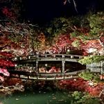 Profile Picture of linus hung (@niaoegg) on Instagram