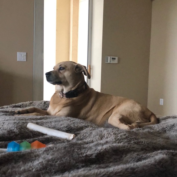 Profile Picture of Sandra Aranibar (@bellaandcali) on Poshmark