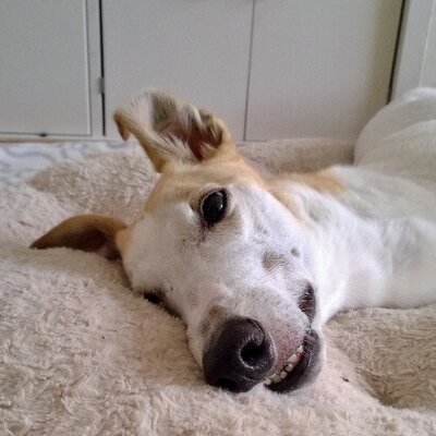 Profile Picture of Harvey Jewell (rainbow Bridge 28.12.20) (@HarveyHoundster) on Twitter