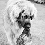 Profile Picture of Ivy & Otis 🐾🐾 (@twobergersinabun) on Instagram