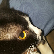 Profile Picture of Matthew Rosado (@matthewrosado1936) on Youtube