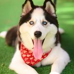 Profile Picture of Bruce o Patrão (@brucehusky_sib) on Instagram