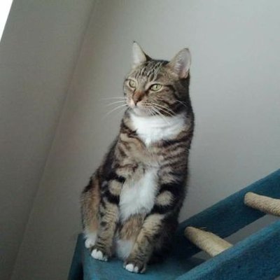 Profile Picture of WeeOnesCatRocks (@WeeOnesCatRocks) on Twitter