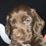 Shelby🐶 - Instagram Profile Picture of Shelby🐶 (@shelby_cummins_19) on Instagram