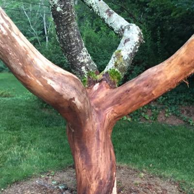 Profile Picture of Dave Gentry (@davertido) on Twitter