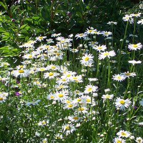 Profile Picture of Laurie Russell (@laurussell) on Pinterest