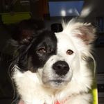 Profile Picture of vicky_le_chien (@vicky_mon_border.collie) on Instagram