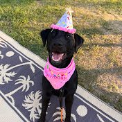 Profile Picture of Andrew Darrah (@Luna_The_Lab) on Youtube