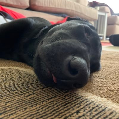 Profile Picture of Ian Schaffer (@IanSchaffer6) on Twitter