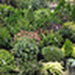 Profile Picture of Beverly Holt (@bev's what's looking good...) on Flickr