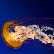 Profile Picture of Adam Harrison (@naruto12919) on Youtube