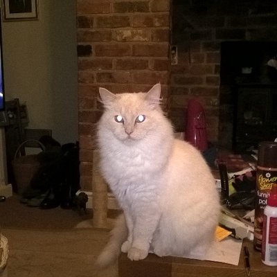 Profile Picture of Brian Appleton (@enit_me) on Twitter