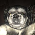 Little-guy - Instagram Profile Picture of Little-guy (@rocky_bear5) on Instagram
