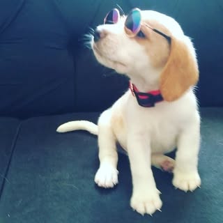 Profile Picture of Brian Beagle (@brianbeagle_) on Instagram