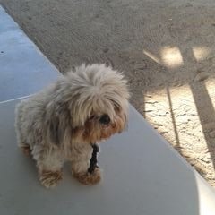 Profile Picture of Luis Pinzon (@luispinzon3909) on Twitter