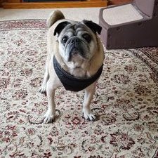 Ronald Heppner - Twitter Profile Picture of Ronald Heppner (@ChiefRon75) on Twitter