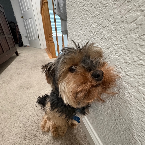 Profile Picture of Jonathan Pizarro (@jonpizarro7) on Poshmark