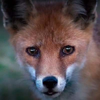 Profile Picture of Teri The Fox (@AFresnell) on Twitter