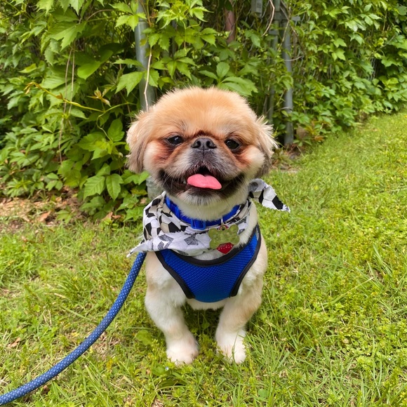 Jorge Calleros - Poshmark Profile Picture of Jorge Calleros (@jorge12345c) on Poshmark