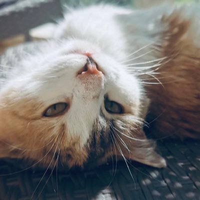 Profile Picture of Kun Liu (@Kunliu30782944) on Twitter