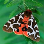 Profile Picture of Garden Tiger Moth (@Garden-Tiger-Moth) on Facebook