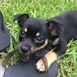 Ethan Wiggins - Instagram Profile Picture of Ethan Wiggins (@bellathedog62) on Instagram