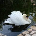 Profile Picture of طاووس |قرقاول ،پرنده ،آبزی (@yazdanpanah.tavoos) on Instagram