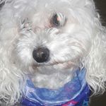 lola allen - Instagram Profile Picture of lola allen (@lola_allen_la_perrita) on Instagram