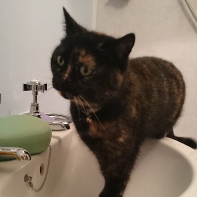 Profile Picture of Margaret-Rose (@MargaretRoseCam) on Twitter
