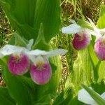 Amy Thoreson Long - Instagram Profile Picture of Amy Thoreson Long (@amy.t.long.3) on Instagram