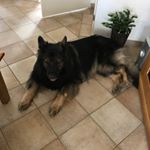 Profile Picture of Brian Lindenschot (@brianlindenschot) on Instagram