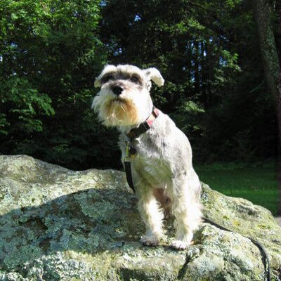 Profile Picture of Nancy Mathis (@schnauzerview) on Twitter