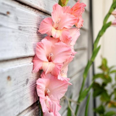 Profile Picture of Claudia Neumann (@vobozi) on Twitter