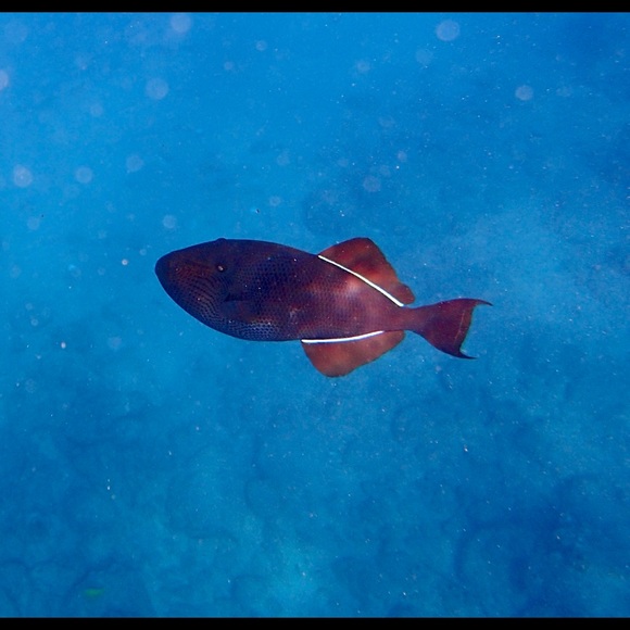 Profile Picture of Sandy Field (@swimchickdiva) on Poshmark