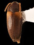 Hallomenus scapularis - Wikipedia Profile Picture of Hallomenus scapularison Wikipedia