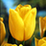 Profile Picture of Amanda Holliday (@amandasholliday) on Flickr