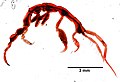 Profile Picture of Caprella unicaon Wikipedia