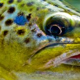 Chi Wulff - Twitter Profile Picture of Chi Wulff (@ChiWulff) on Twitter