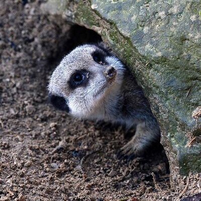 Profile Picture of Terri Stallings (@tazintally) on Twitter