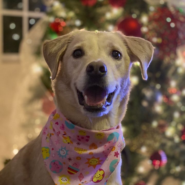 Profile Picture of Cindy Olvera (@cyngoc) on Tiktok