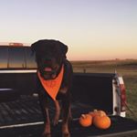 Profile Picture of Jack Hobbs (@k9.rottweiler) on Instagram