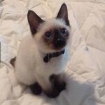 Profile Picture of Kenneth Cai (@kenneth_cai58) on Instagram