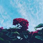 Profile Picture of sunita upadhyay (@sunitaa_upadhyay) on Instagram