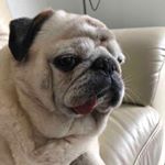 Profile Picture of Harry, 🌹Monk🌹Gina, Hugo (@harry1967) on Instagram