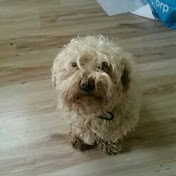 Profile Picture of Knoflook Boter (@knoflookboter801) on Youtube